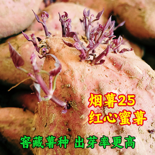 高产烟薯25 红心蜜薯种番薯种块育苗红薯甜粉软糯红苕种已催芽