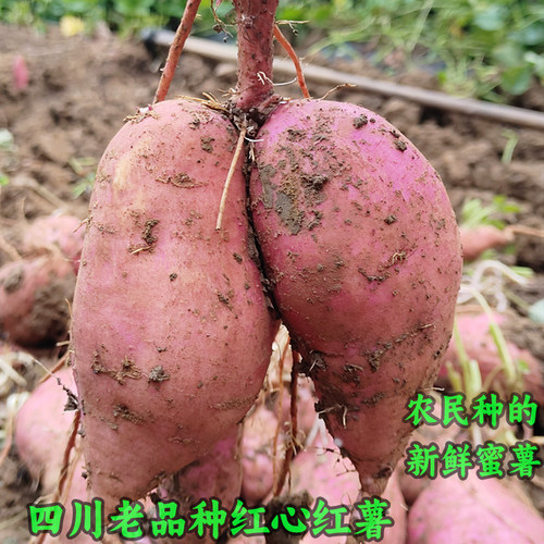 新鲜红心红薯煮粥烤红薯四川农家