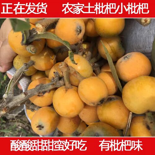 土枇杷农家自种时令新鲜水果野生
