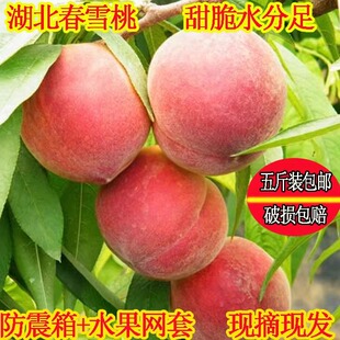 现货湖北露天红桃毛桃脆甜新鲜桃子新鲜时令水果春雪春蜜五斤现摘