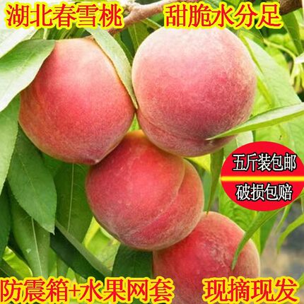 现货湖北露天红桃毛桃脆甜新鲜桃子新鲜时令水果春雪春蜜五斤现摘