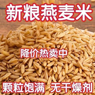 燕麦米燕麦仁农家新货裸燕麦新米燕麦全胚芽燕麦五谷杂粮粗粮
