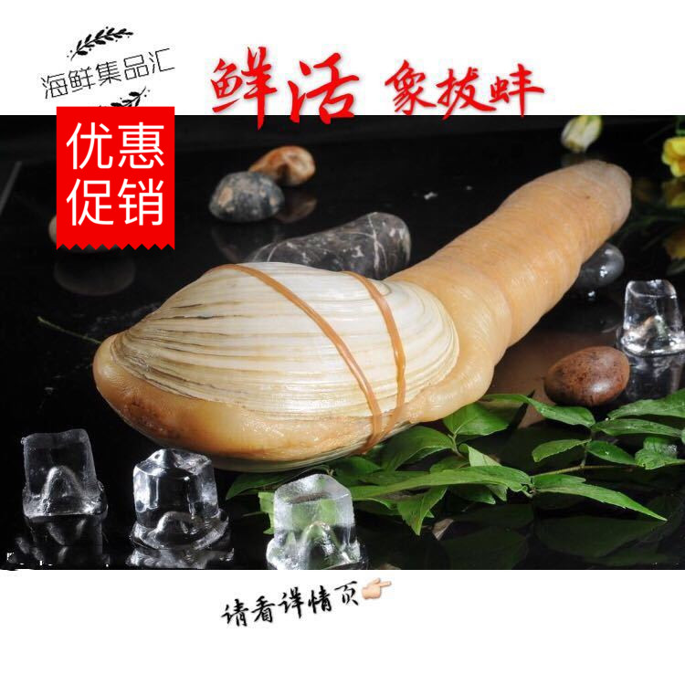海鲜集品汇 鲜活象拔蚌 野生象鼻蚌 可做刺身料理煲汤炒顺丰包邮