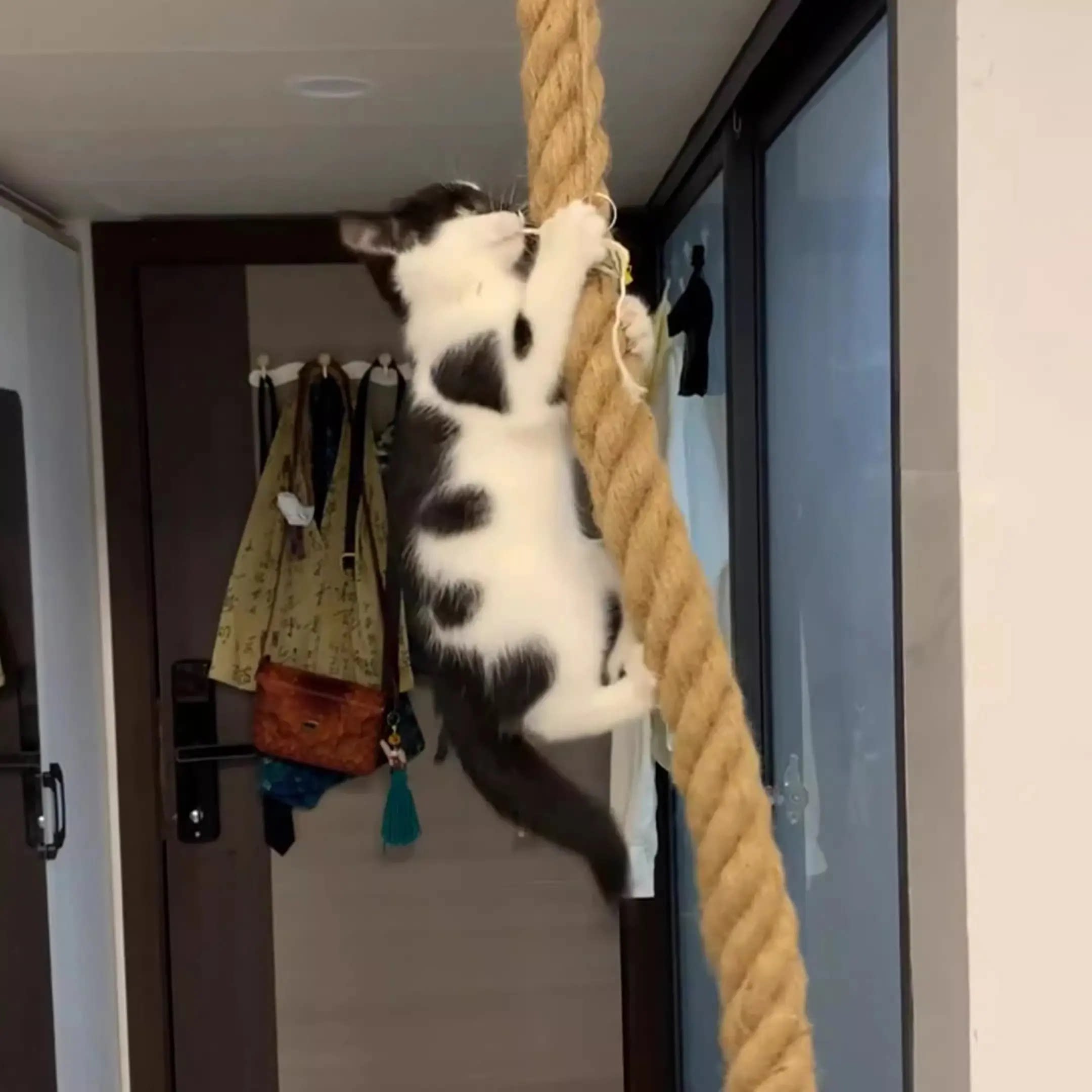 加粗耐磨猫爬绳四季猫爬架猫攀爬树猫磨爪猫麻绳树猫咪用品猫玩具