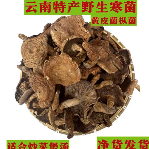 野生蘑菇寒菌栗子菇重阳菌九月香