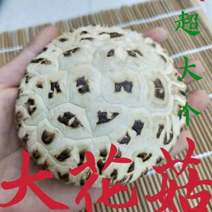 泌阳白花菇农家土特产干货食用菌泌阳超大花菇冬菇蘑菇500g包邮
