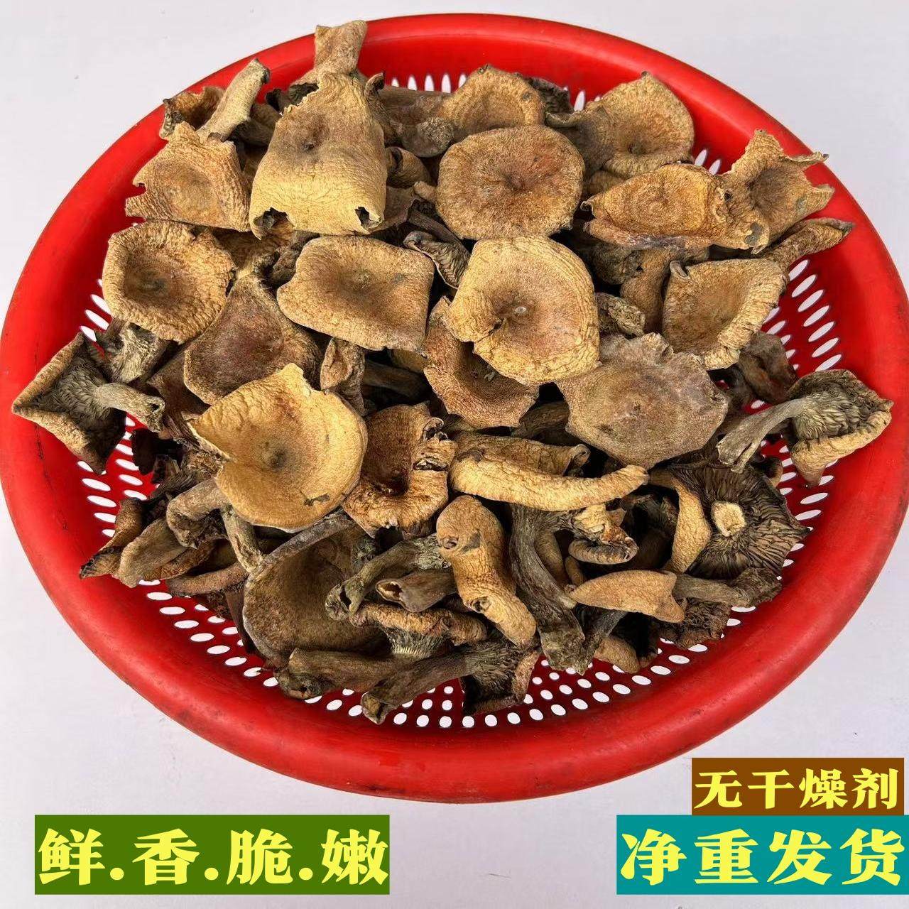 野生松树菌干货重阳菌三九菇湖北神农架蘑菇寒净货无干燥剂500克