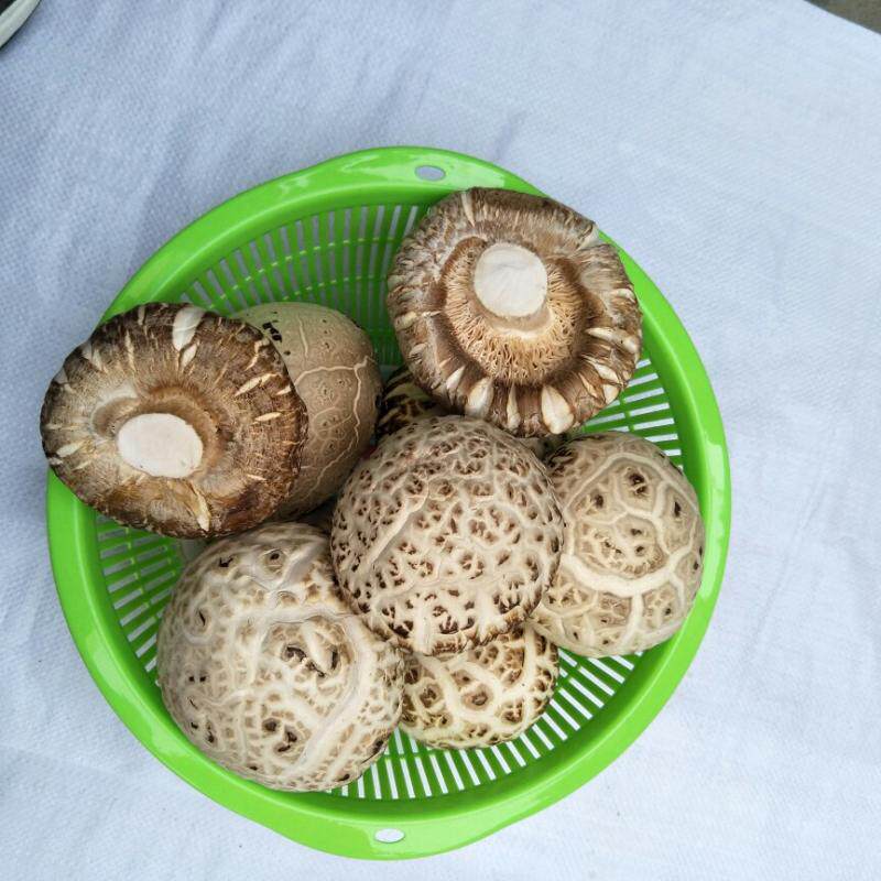今年新货白花菇食用农产品500g包邮剪脚泌阳土特产菌干货香冬菇