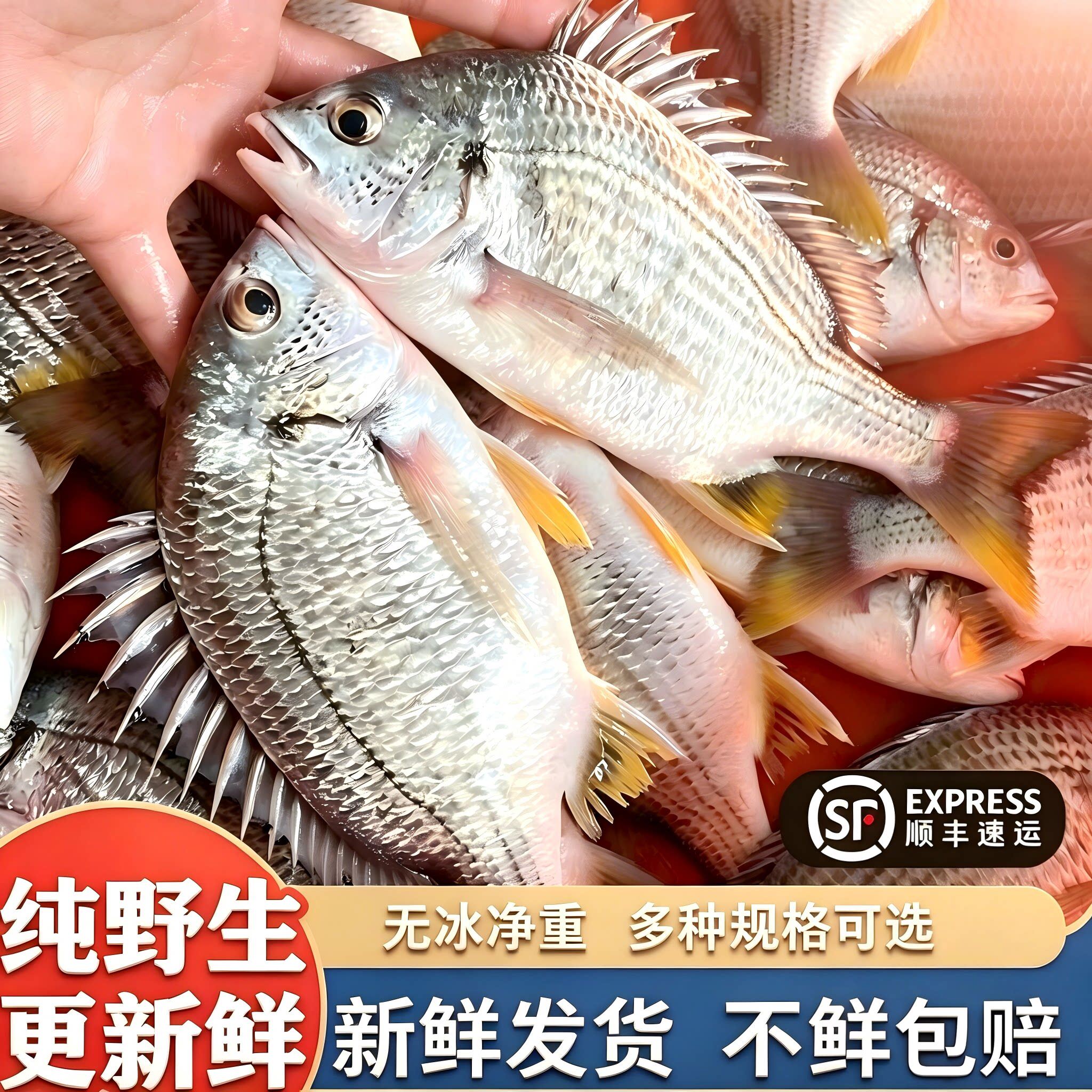 【顺丰到家】海钓黄翅鱼鲜冻大黄脚黄立鱼新鲜福建海捕海鲜黑鲷鱼