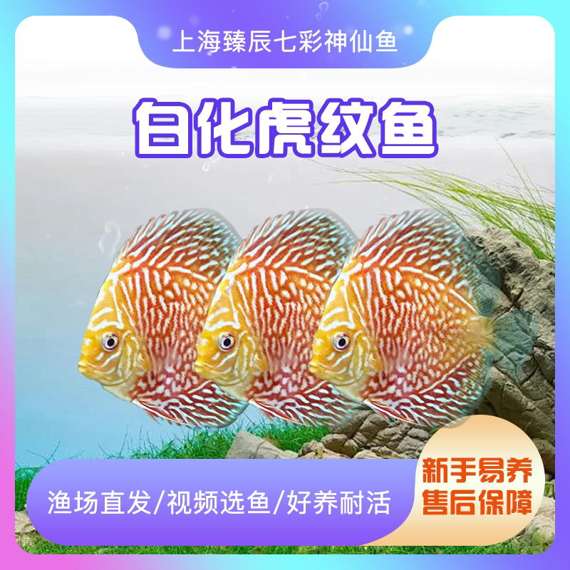 精品白化虎纹七彩神仙鱼中小型热带观赏鱼顺丰渔场直邮淡水鱼七彩