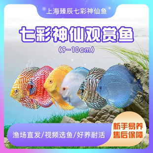 精品七彩神仙鱼热带观赏鱼活体渔场直发中小型淡水鱼鱼苗宠物鱼