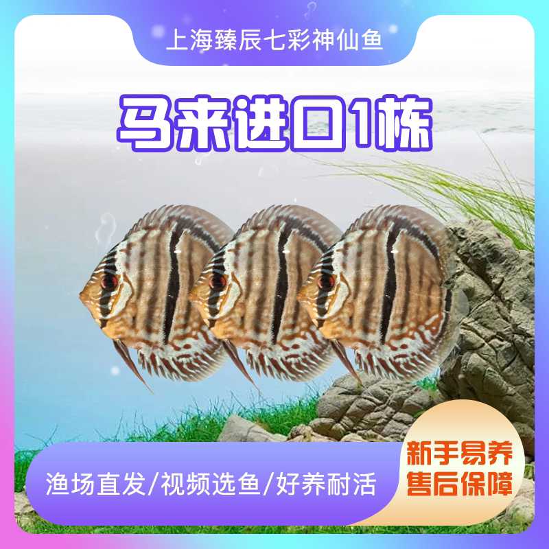 进口马来一栋仙高品质七彩神仙鱼