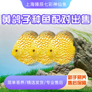 精品黄鸽子七彩神仙鱼热带观赏鱼种鱼中小型活体淡水鱼渔场直销