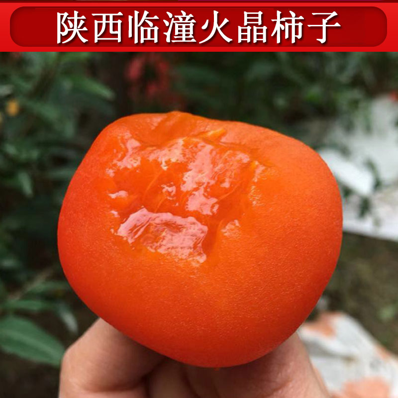 陕西临潼火晶柿子新鲜水果野生小柿子