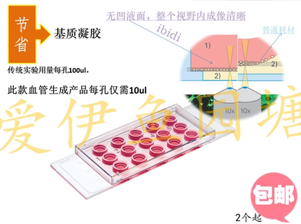 81506 血管生成载玻片   出芽实验 血管生成 成管 载波片