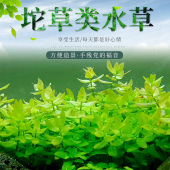 懒人水草阴性植物绿菊坨草活体鱼缸造景爬地矮珍珠真水草造景