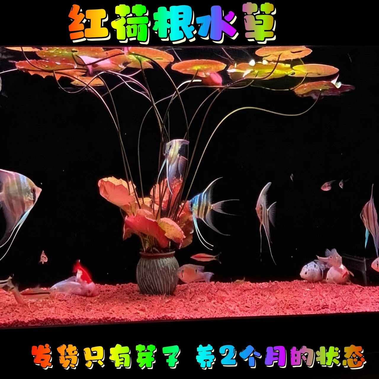 真水草水族箱中后景鱼缸红荷根造景青荷根易养睡莲颗植物懒人阴性