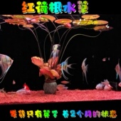 真水草水族箱中后景鱼缸红荷根造景青荷根易养睡莲颗植物懒人阴性