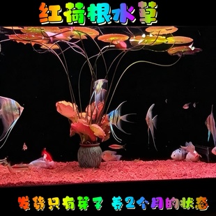 真水草水族箱中后景鱼缸红荷根造景青荷根易养睡莲颗植物懒人阴性