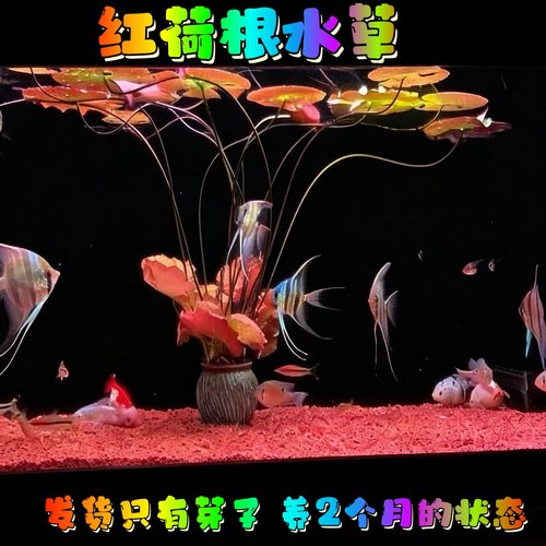 水草中后景鱼缸红荷根睡莲植物