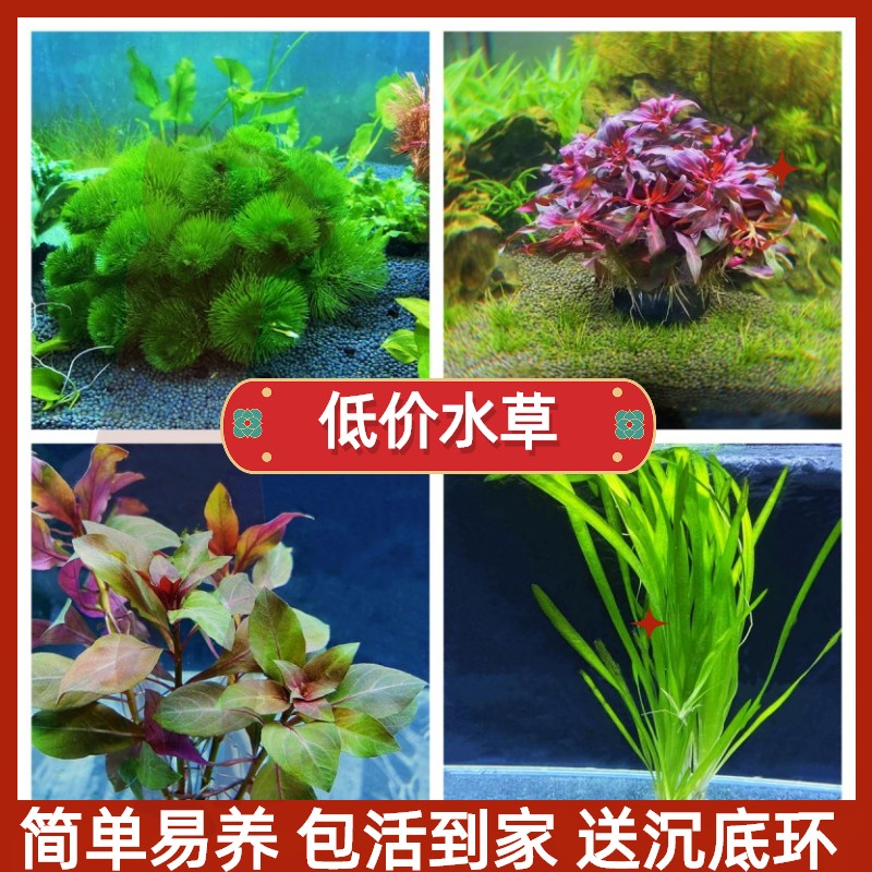 鱼缸水草植物真草造景套餐绿菊阴性蜈蚣爬地珍珠莫斯淡水无土水榕