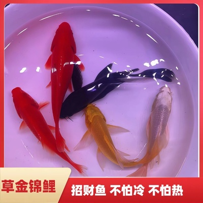 黄白黑金锦鲤招财鱼观赏鱼好养耐活自来水可养淡水鱼苗活体小金鱼