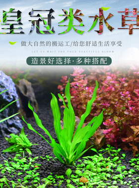 鱼缸造景水草铁皇冠细叶鹿角青旦头懒人活体淡水植物水族箱懒人