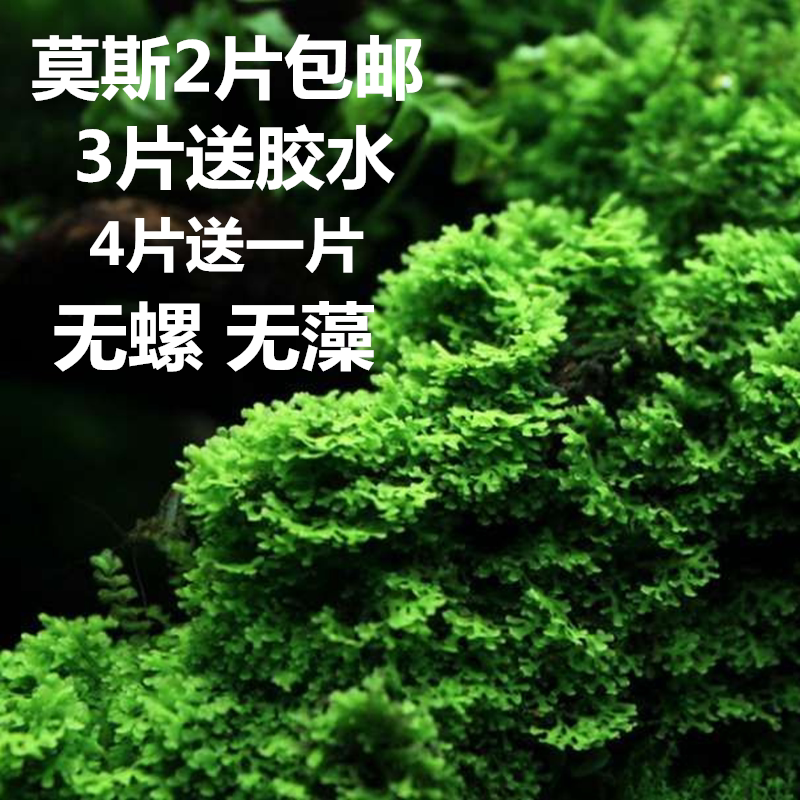 鱼缸草缸造景莫丝/珊瑚莫斯水草活体造景水族箱沉木净水冒泡无土
