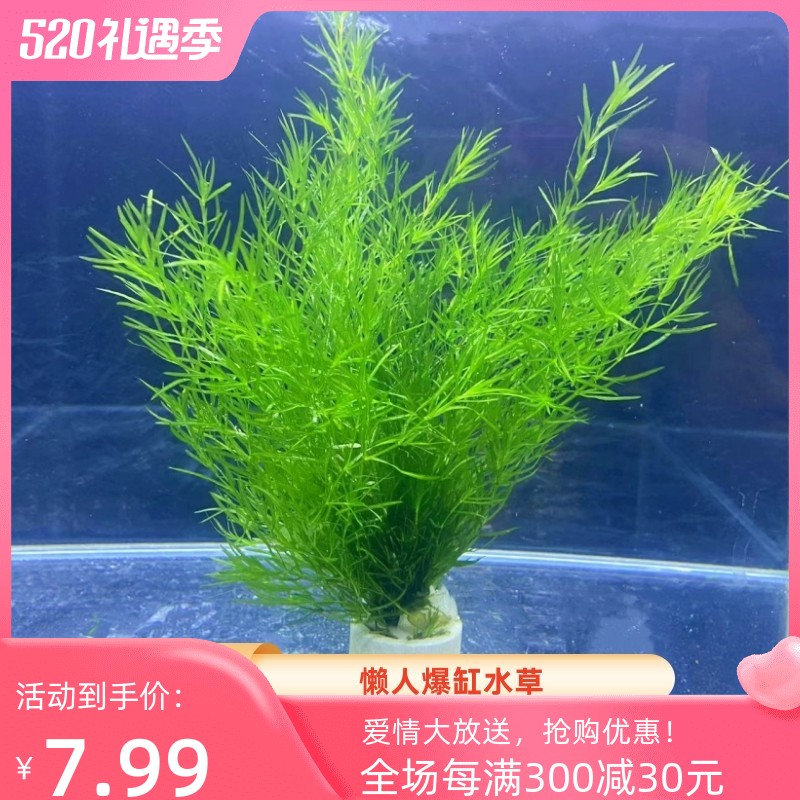 阴性鱼缸小竹节水草绿菊好养