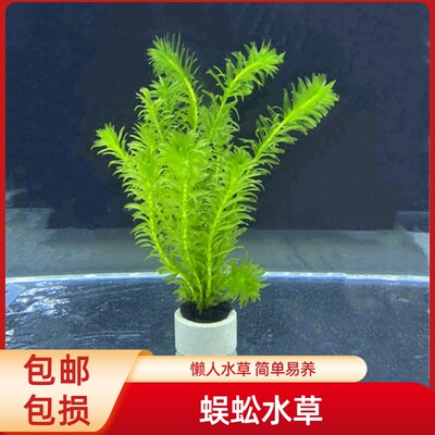 鱼缸水族箱蜈蚣草懒人净化水质