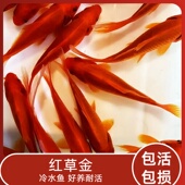 观赏鱼草金鱼小型淡水耐活冷水好养活鱼体家养闯缸饲料鱼红鲫鱼苗