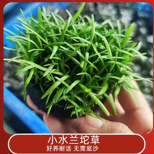 真水草迷你小水兰阴性水草小水兰坨草赖人好养前后景新手鱼缸造景