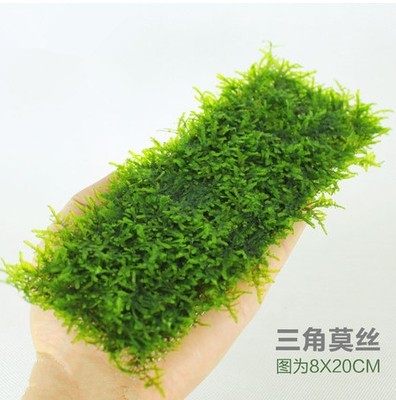 大三角莫斯莫丝超值大三角莫斯MOSS水草活体淡水植物造景胶沉木,宠物/宠物食品及用品,水草,淘宝优惠券,粉丝福利购,淘宝优惠卷