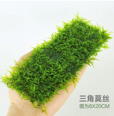 三角莫斯植物水草莫斯
