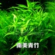 水竹节草中后景水草活体淡水植物南美青竹坨草水族箱鱼缸造景懒人