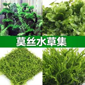 懒人活体造景水草莫斯水草散装 阴性珊瑚美淡水鱼缸植物莫丝水草