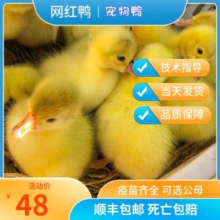 宠物鸭网红鸭子柯尔鸭活物小黄鸭可达鸭活苗科尔鸭幼仔小朋友好养