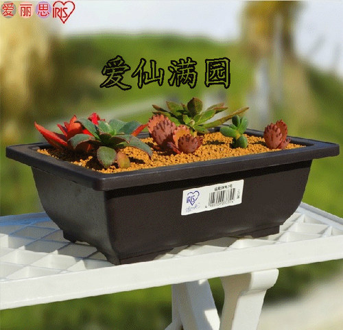 日本爱丽思植物盆栽钵7号-10号叶插播种育苗花盆仿紫砂盆方形盆