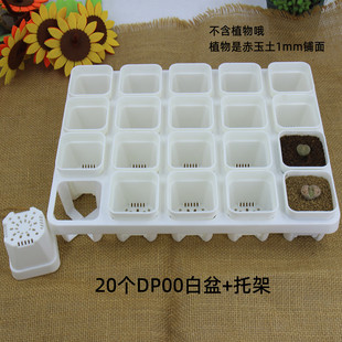 迷你花盆托架景天多肉生石花肉锥叶插盆点播育苗播种省土5cm径盆