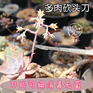 爱仙满园 多肉砍头分株刀 多肉种植工具 盒子包装 整套送刀片