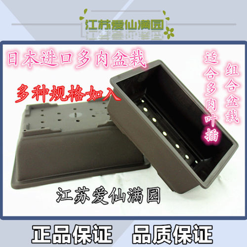 日本进口青山多肉盆栽播种组合的