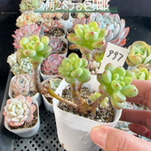 香格里拉997 有砍