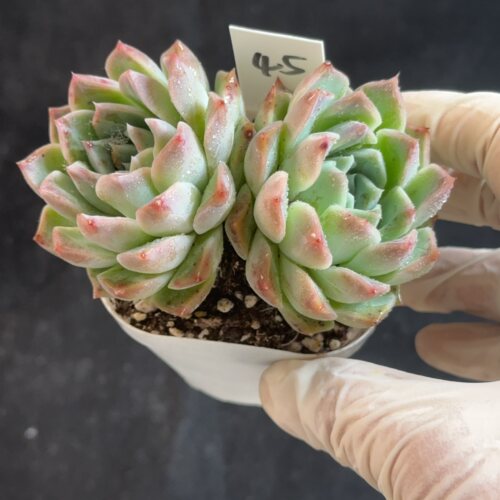 粉斑点45 花盆6.3cm 5月22日直播 28包邮