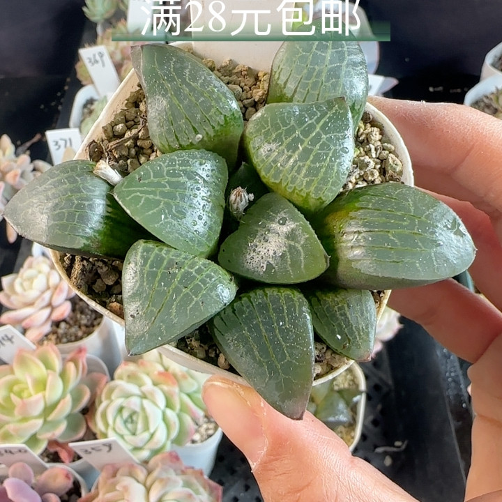 康平寿320 带盆发,鲜花速递/花卉仿真/绿植园艺,多肉植物,淘宝优惠券,粉丝福利购,淘宝优惠卷