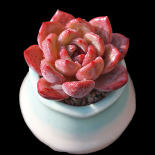 白夜香槟暗纹血斑多肉植物新手办公室阳台小盆栽绿植 一物一拍