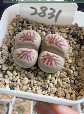 菊化石2831