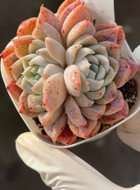 1月10日直播 粉斑点203 盆口6.3cm 28包邮