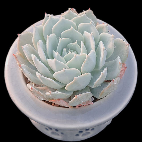 【一物一拍】薄叶蓝鸟蓝色多肉