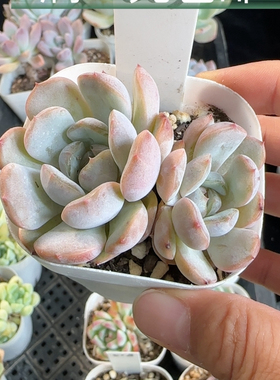 红色恋人563