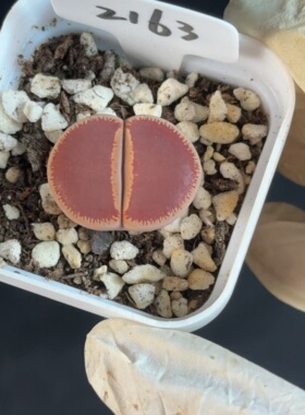 KO日轮2163 花盆5cm 4月15日直播 28包邮